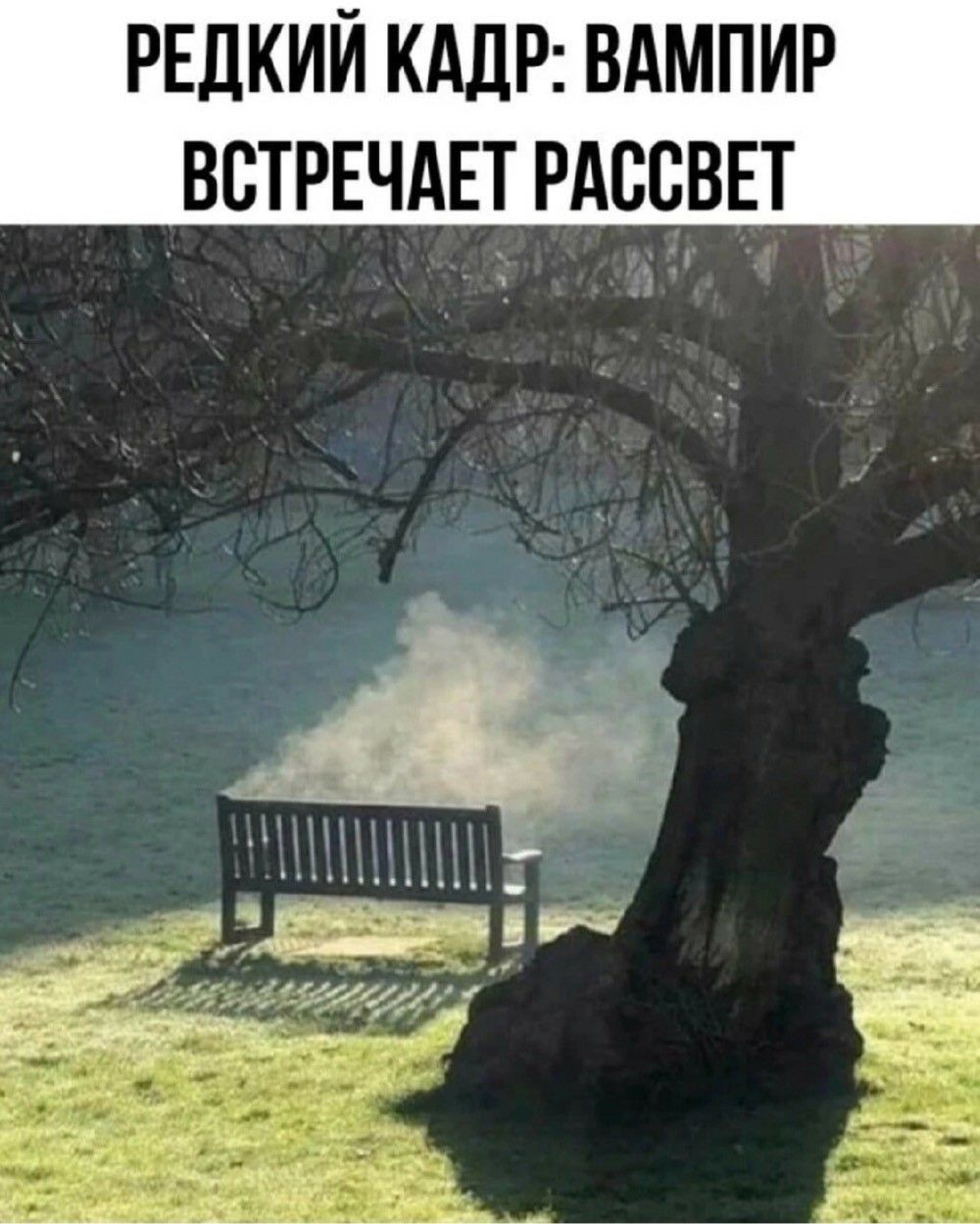 РЕДКИЙ КАДР: ВАМПИР ВСТРЕЧАЕТ РАССВЕТ