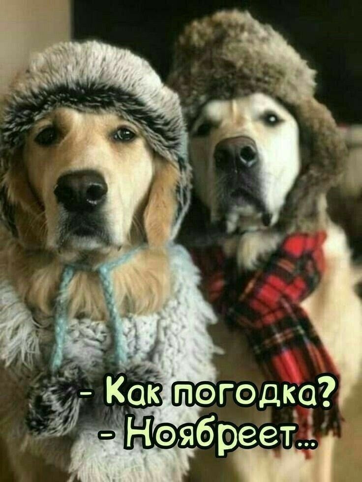 - Как погодка? - Ноябрееет...