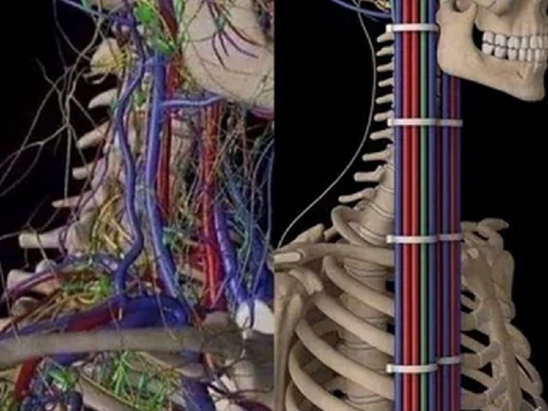 Анатомический разрез: сосуды, позвоночник и кости.