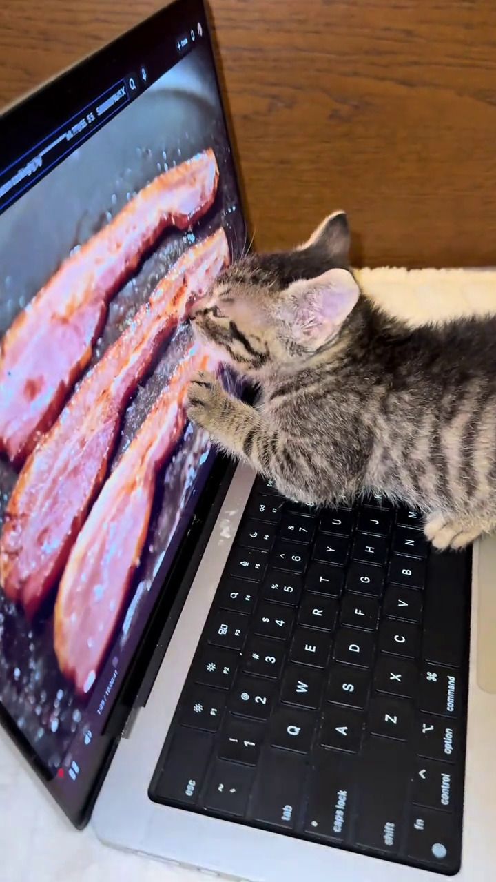 Котенок касается экран ноутбука, на котором изображён кусок бекона.