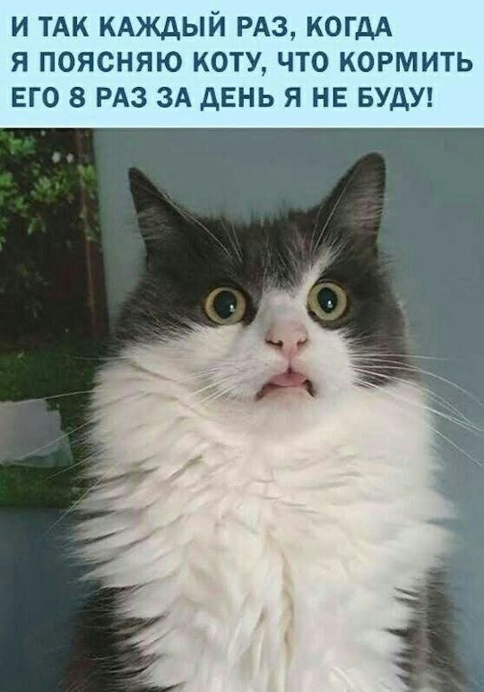 И так каждый раз, когда я поясняю коту, что кормить его 8 раз за день я не буду!