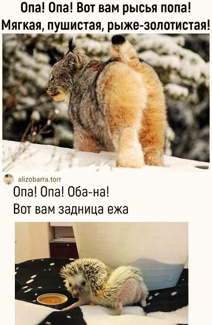 Опа! Опа! Вот вам рысья попа! Мягкая, пушистая, рыже-золотистая! 
Опа! Опа! Оба-на! Вот вам задница ежа