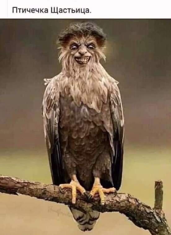 Птичечка счастьица.