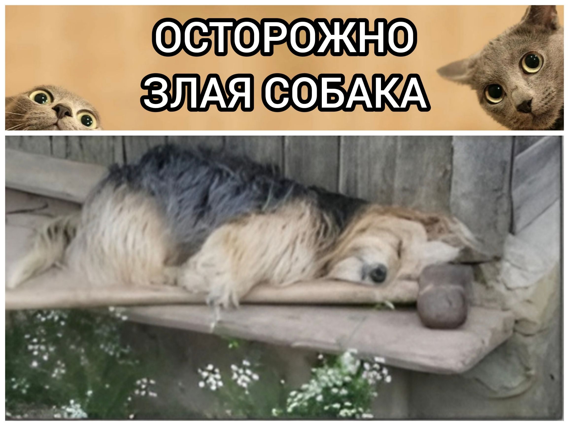 ОСТОРОЖНО ЗЛАЯ СОБАКА