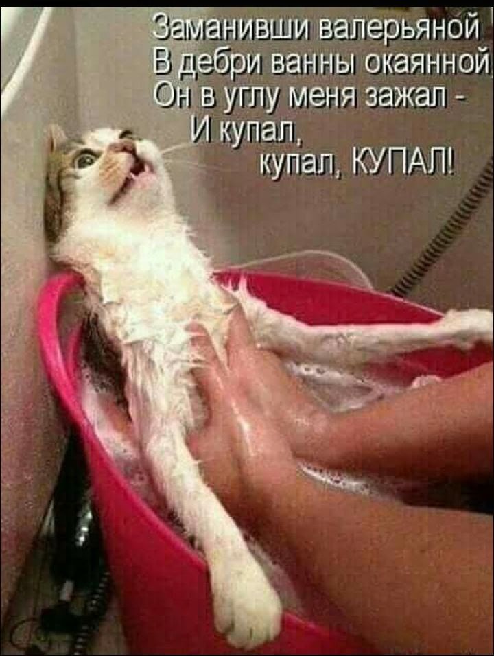 Заманивши валерьяной в глуби ванны океанной он в углу меня зажал - и купал, купал, купал!