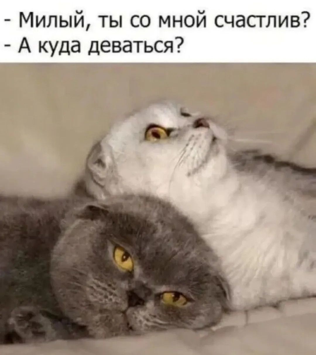 - Милый, ты со мной счастлив?
- А куда деваться?