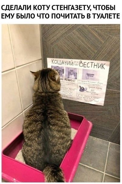 Сделали коту стенгазету, чтобы ему было что почитать в туалете. Газета называется 'Кошачий вестник'.