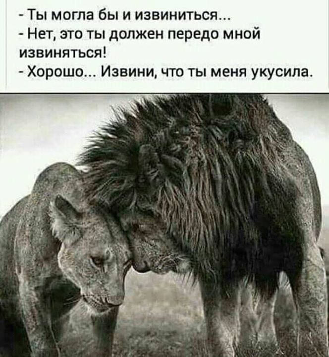- Ты могла бы и извинись...
- Нет, это ты должен передо мной извиняться!
- Хорошо... Извини, что ты меня укусила.