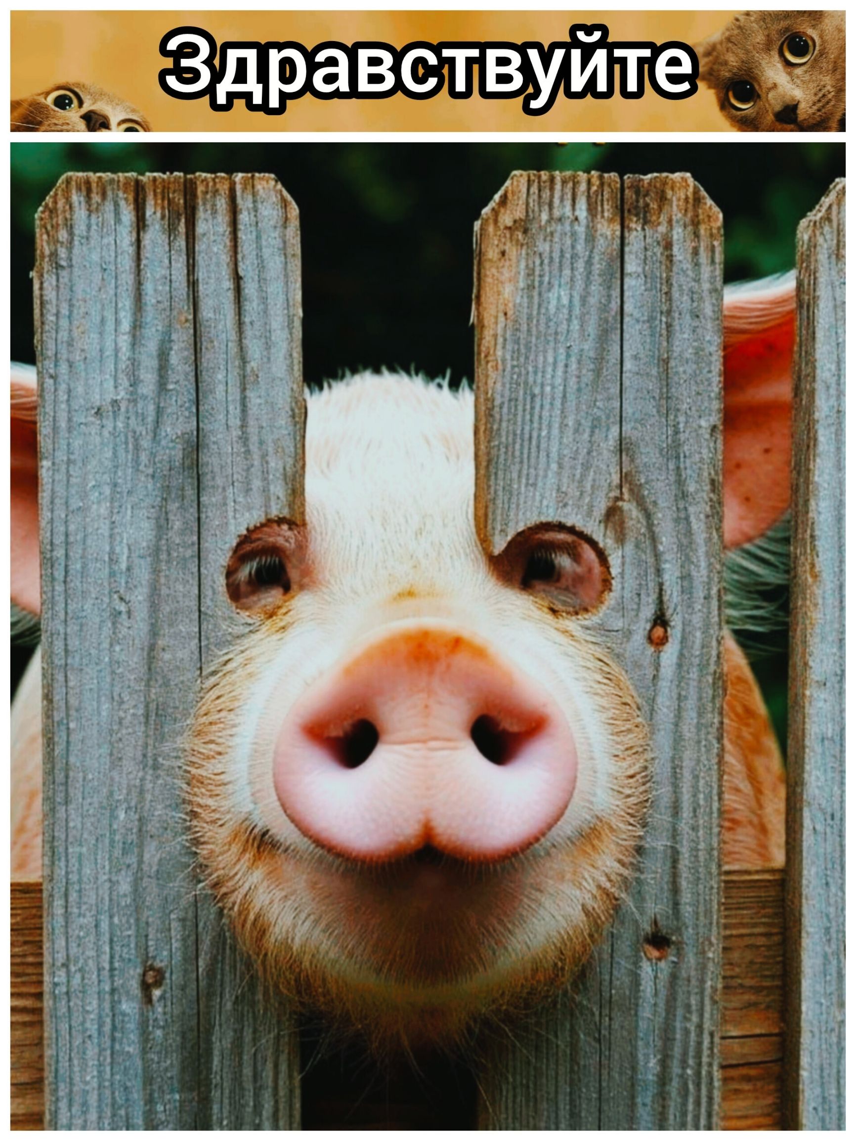 Здравствуйте