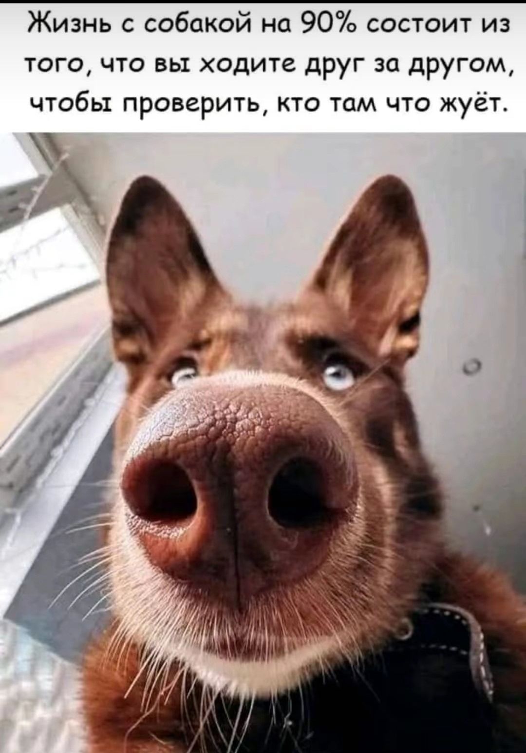 Жизнь с собакой на 90% состоит из того, что вы ходите друг за другом, чтобы проверить, кто там что жуёт.