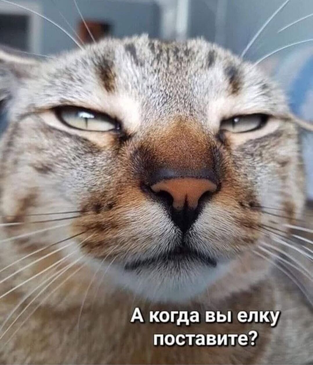 А когда вы елку поставите?