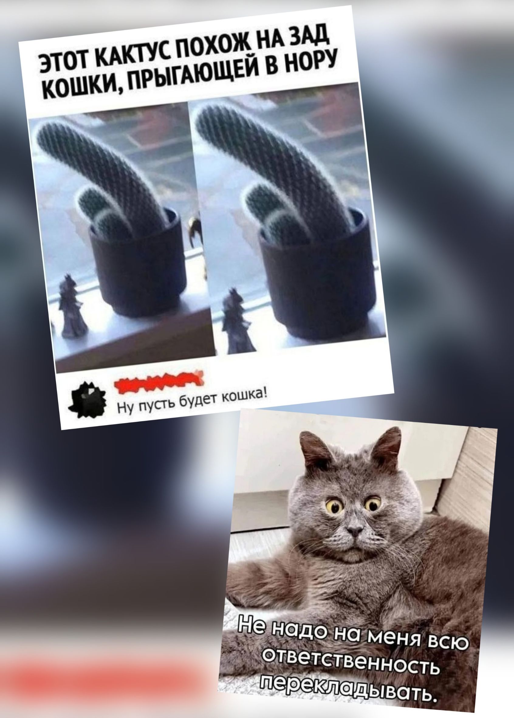 ЭТОТ КАКТУС ПОХОЖ НА ЗАД КОШКИ, ПРЫГАЮЩЕЙ В НОРУ

Не надо на меня всю ответственность перекладывать.