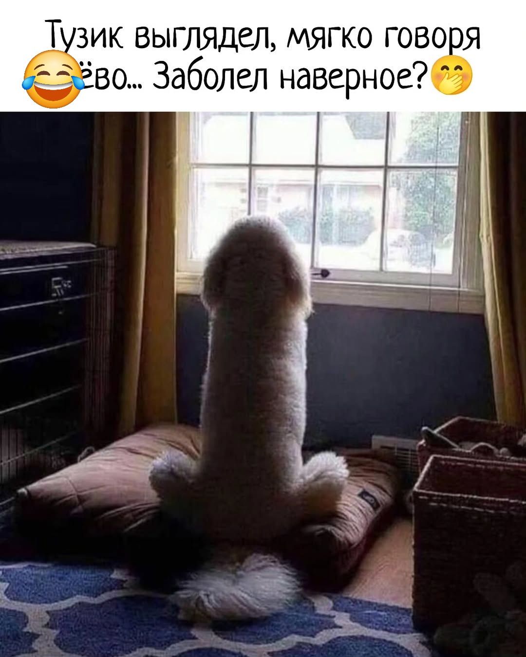 Тузик выглядел, мягко говоря... Заболел наверное?