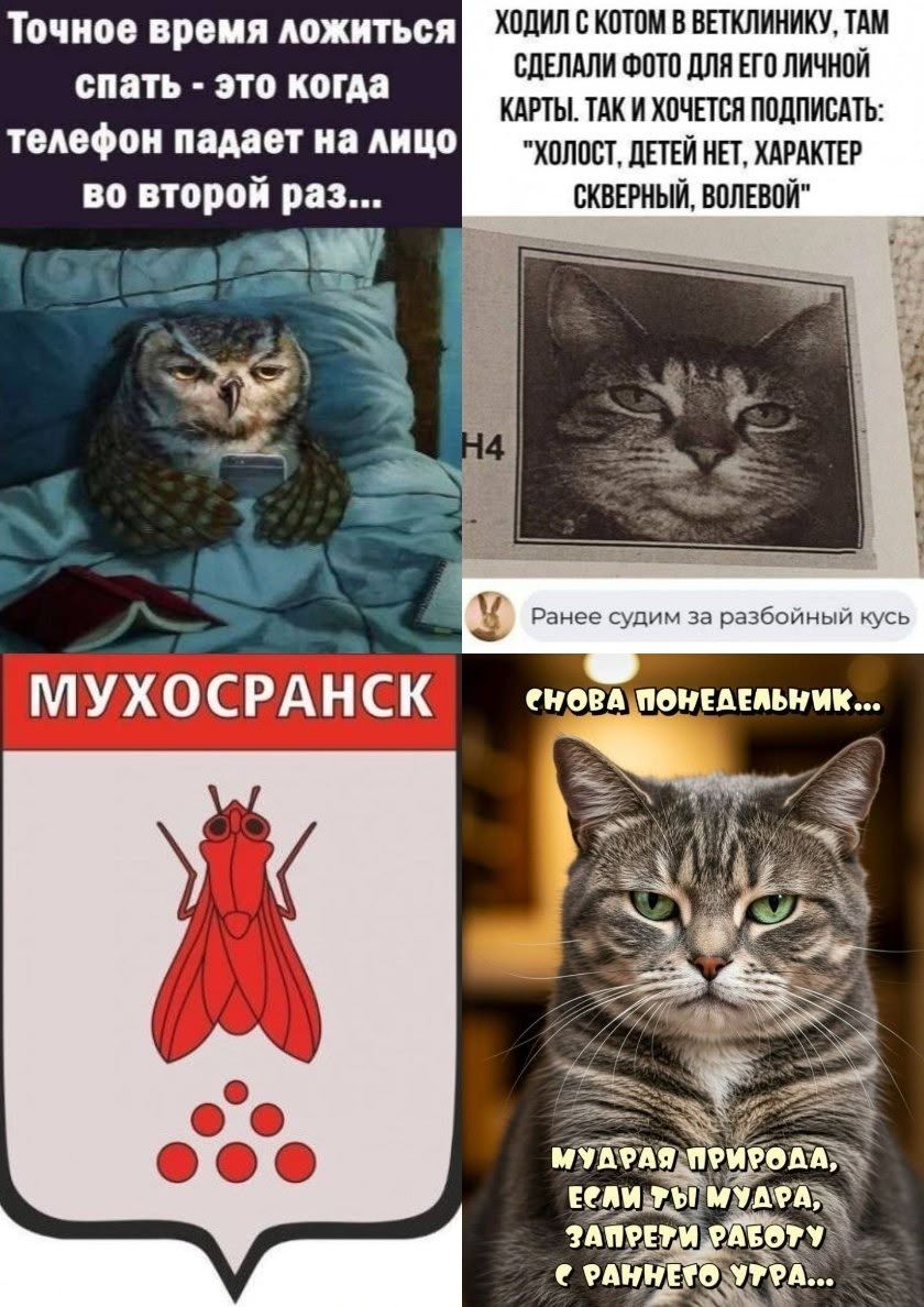 Точное время ложиться спать - это когда телефон падает на лицо во второй раз... Ходил с котом в ветклинику, там сделали фото для его личной карты. Так и хочется подписать: 'Холост, детей нет, характер скверный, волевой'. Ранее судим за разбойный кусь. МУХОСРАНСК. Ещё понедельник... мудрая природа, если ты мудрая, запрети работу с раннего утра...