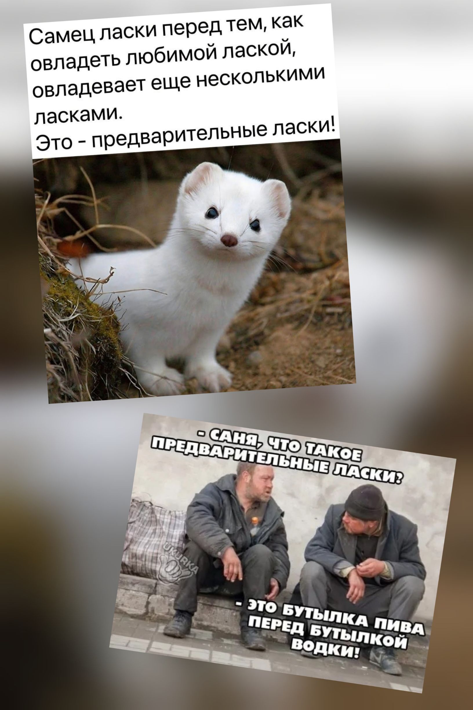 Самец ласки перед тем, как овладеть любимой лаской, овладевает еще несколькими ласками. Это - предварительные ласки! Саня, что такое предварительные ласки? Это бутылка пива перед бутылкой водки!