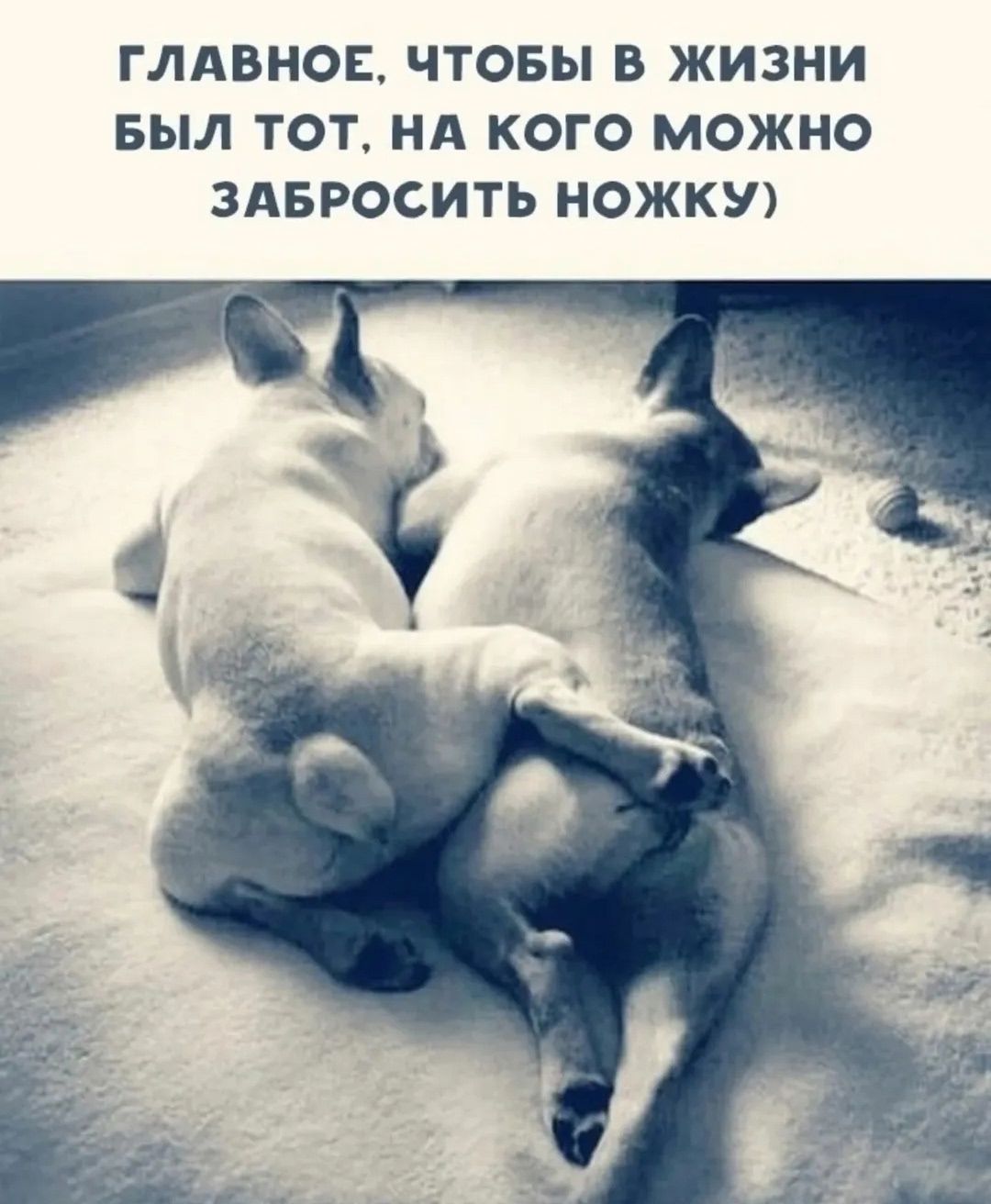 ГЛАВНОЕ, ЧТОБЫ В ЖИЗНИ БЫЛ ТОТ, НА КОГО МОЖНО ЗАБРОСИТЬ НОЖКУ)