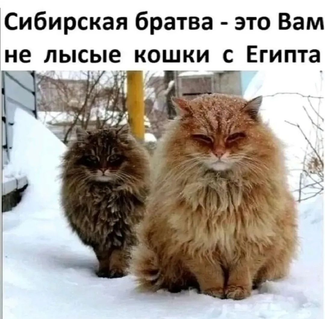 Сибирская братва - это Вам не лысые кошки с Египта