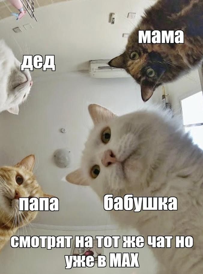 мама, дед, папа, бабушка — смотрят на тот же чат, но уже в MAX