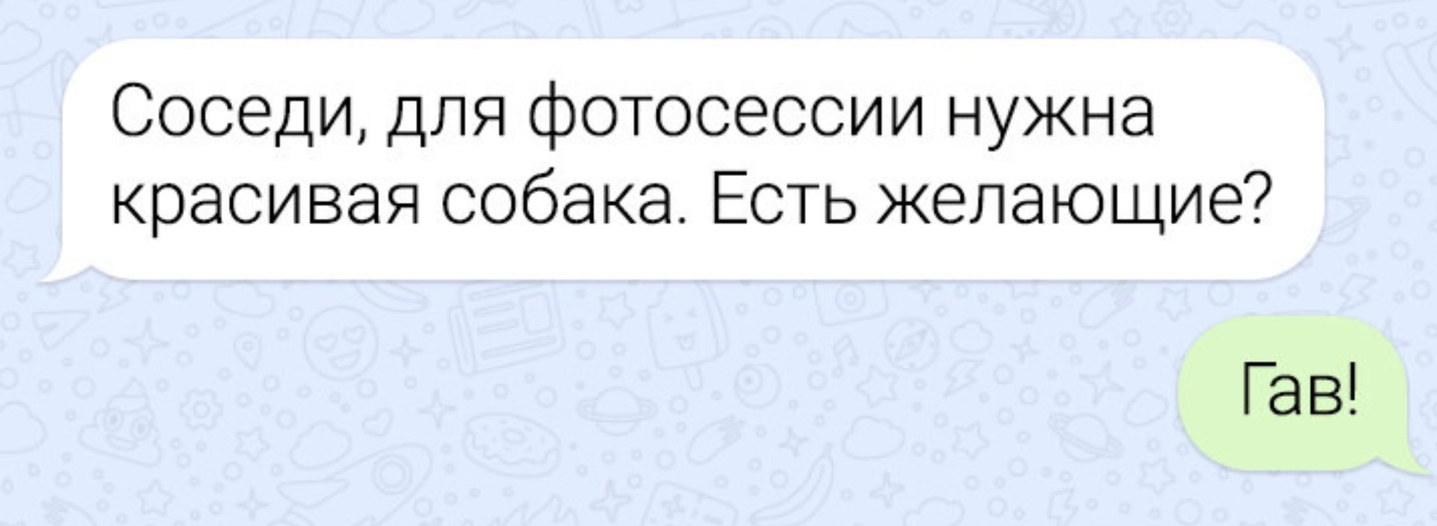 Соседи, для фотосессии нужна красивая собака. Есть желающие? Гав!