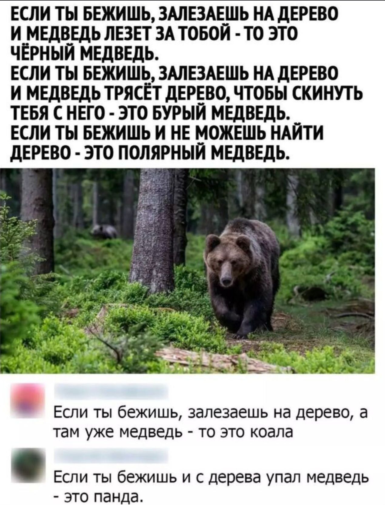 Если ты бежишь, залезаешь на дерево и медведь лезет за тобой - то это чёрный медведь. Если ты бежишь, залезаешь на дерево и медведь трясёт дерево, чтобы скинуть тебя с него - это бурый медведь. Если ты бежишь и не можешь найти дерево - это полярный медведь. Если ты бежишь, залезаешь на дерево, а там уже медведь - то это коала. Если ты бежишь и с дерева упал медведь - это панда.