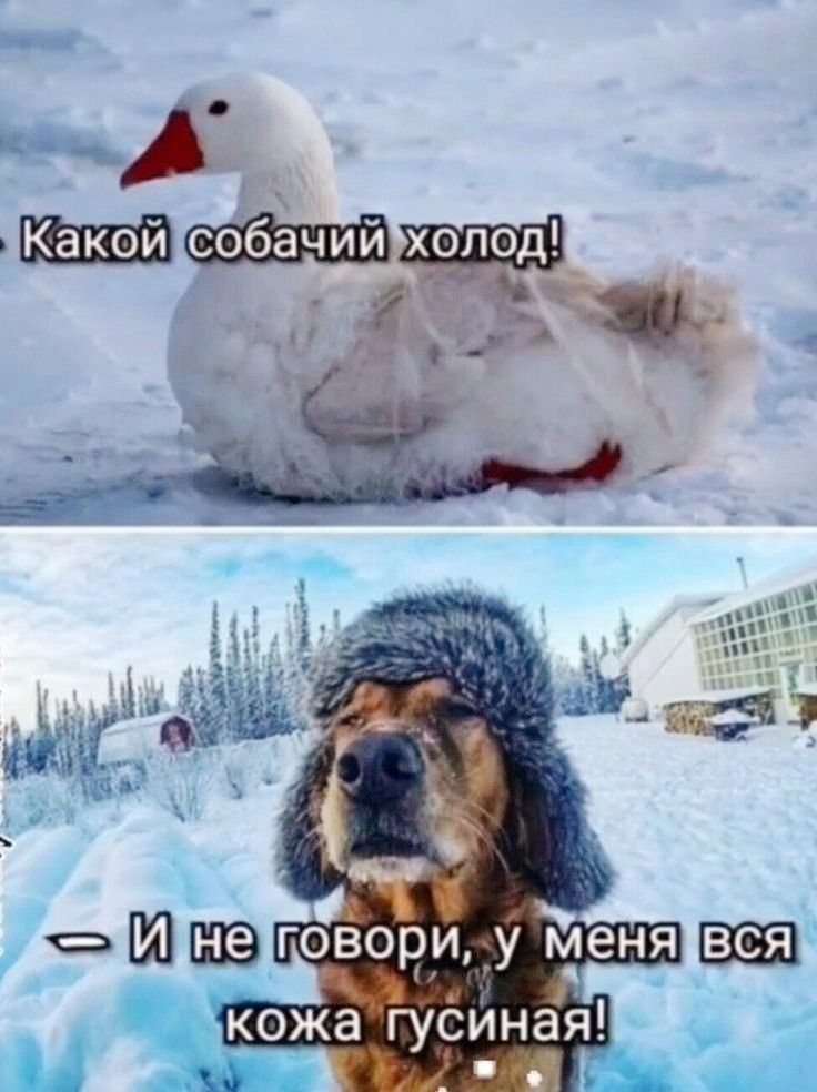 Какой собачий холод!
- И не говори, у меня вся кожа гусиная!