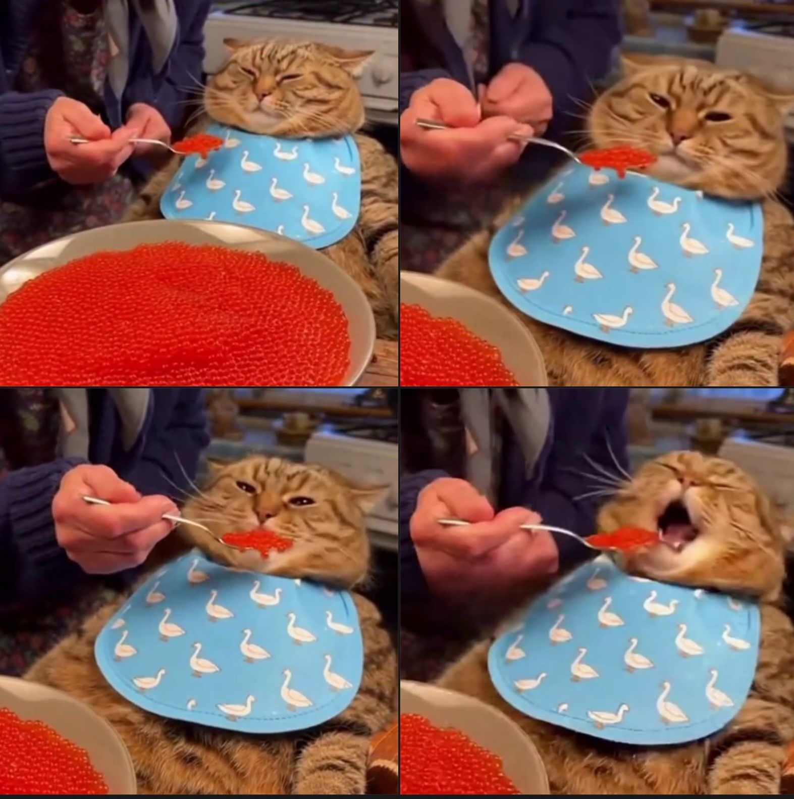 Кот в голубом слюнявнике, кормят ложкой красной пищи; коллаж из четырёх кадров