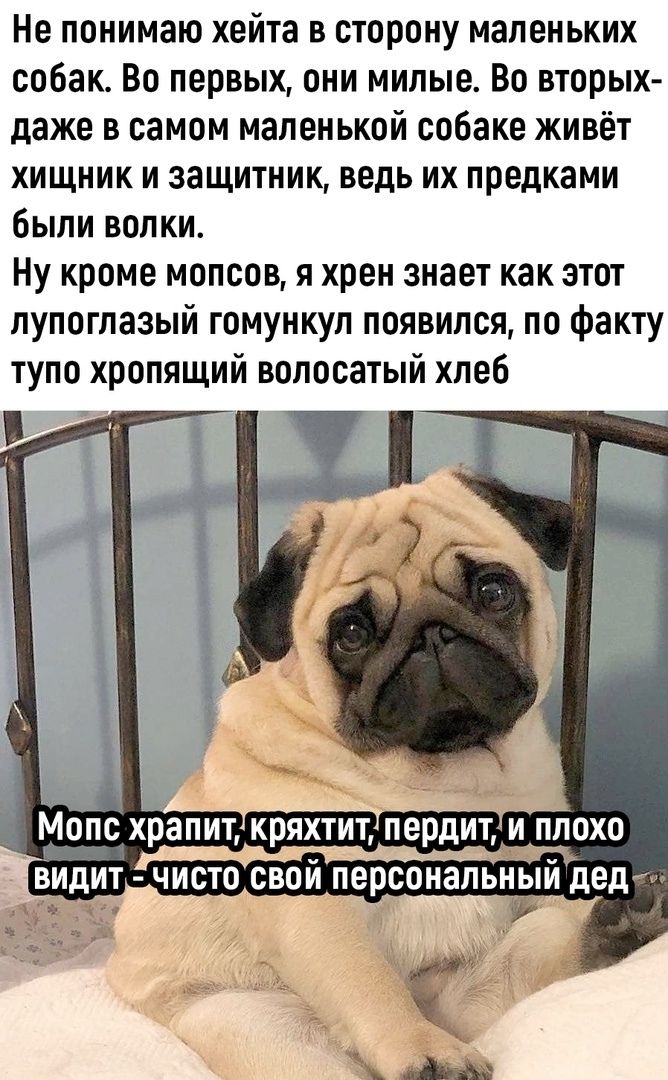Не понимаю хейта в сторону маленьких собак. Во первых, они милые. Во вторых — в самой маленькой собаке живёт хищник и защитник, ведь их предками были волки. Ну кроме мопсов, я хрен знает как этот лупоглазый гомункул появился, по факту тупо храпящий волосатый хлеб. Мопс храпит, кряхтит, пердит, и плохо видит — чисто свой персональный дед