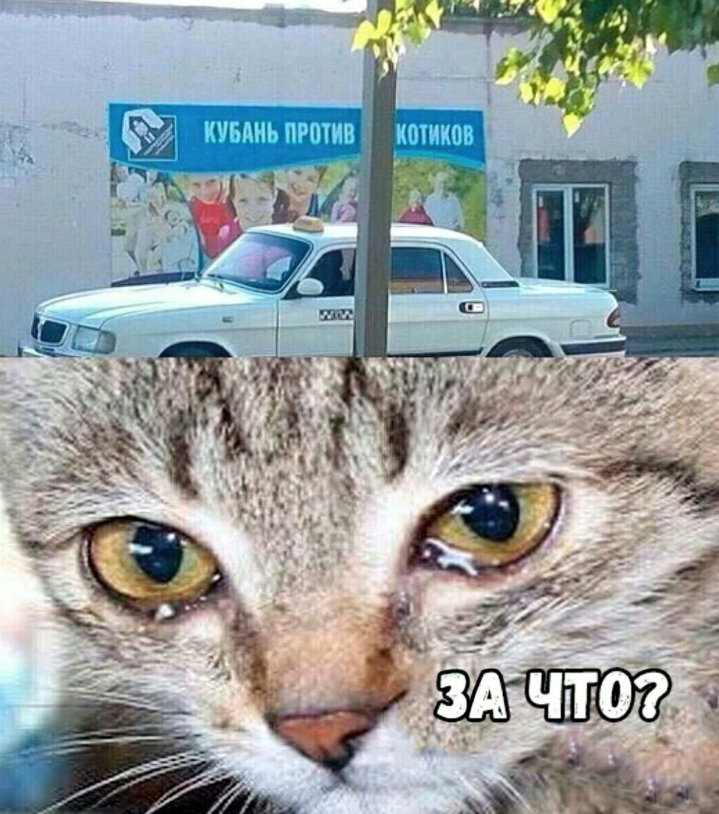Кубань против котиков\nЗА ЧТО?