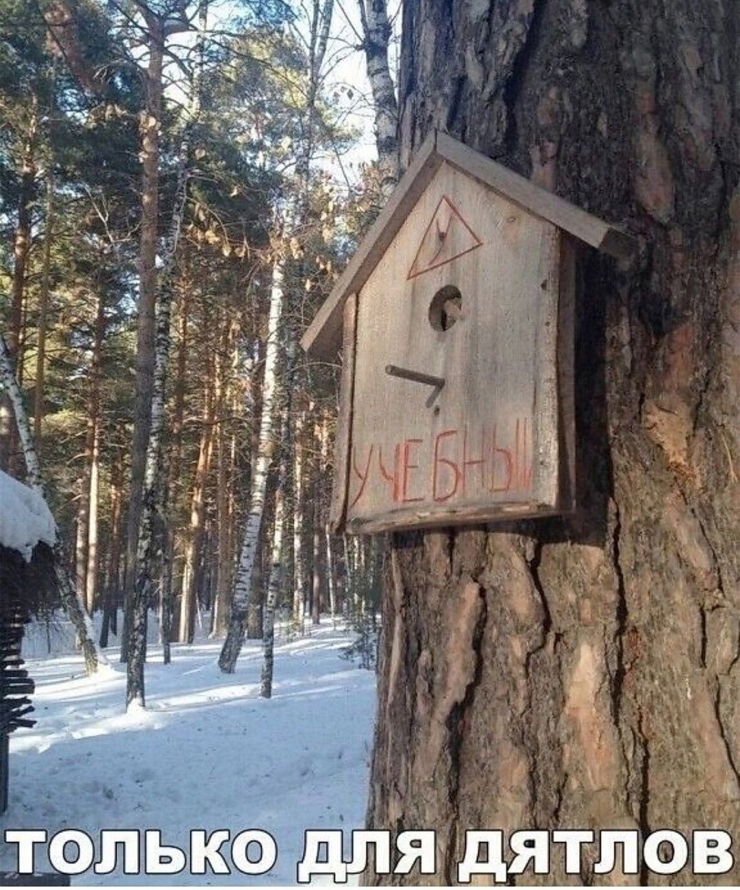 ТОЛЬКО ДЛЯ ДЯТЛОВ УЧЕБЫ