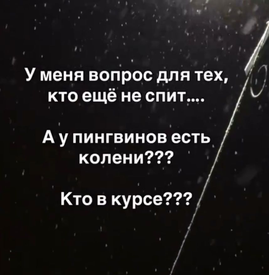 У меня вопрос для тех, кто ещё не спит... А у пингвинов есть колени??? Кто в курсе???