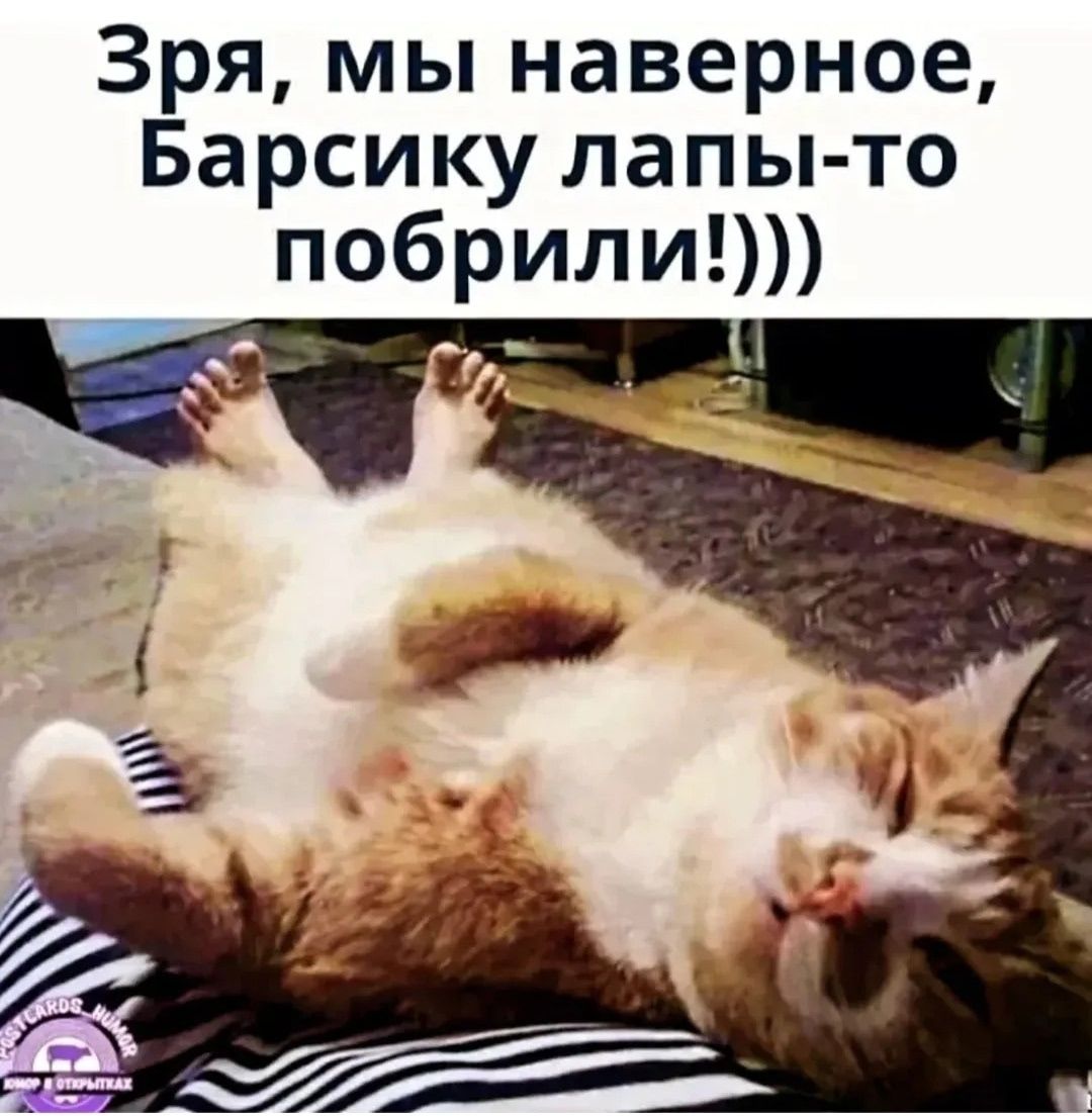 Зря, мы наверное, Барсику лапы-то побрили!)))