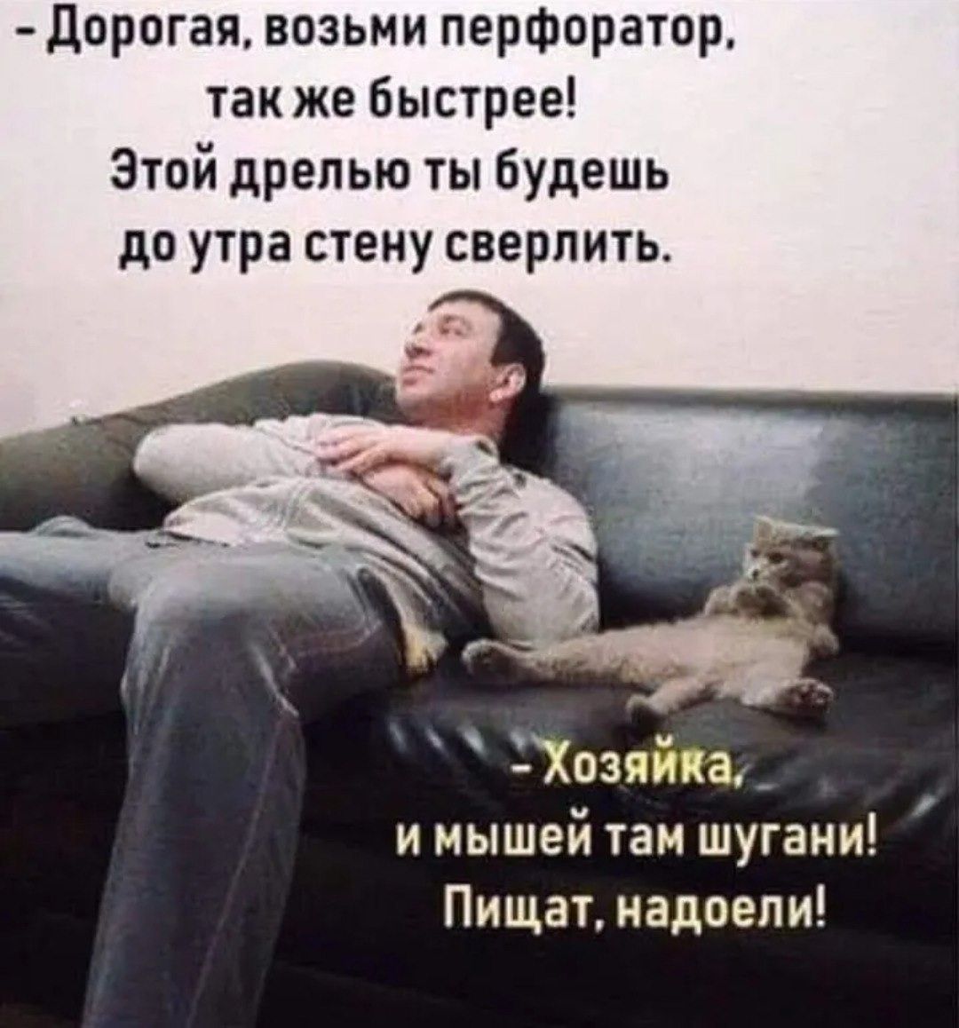 - Дорогая, возьми перфоратор, так же быстрее! Этой дрелью ты будешь до утра стену сверлить. - Хозяйка, и мышей там шугани! Пищат, надоели!