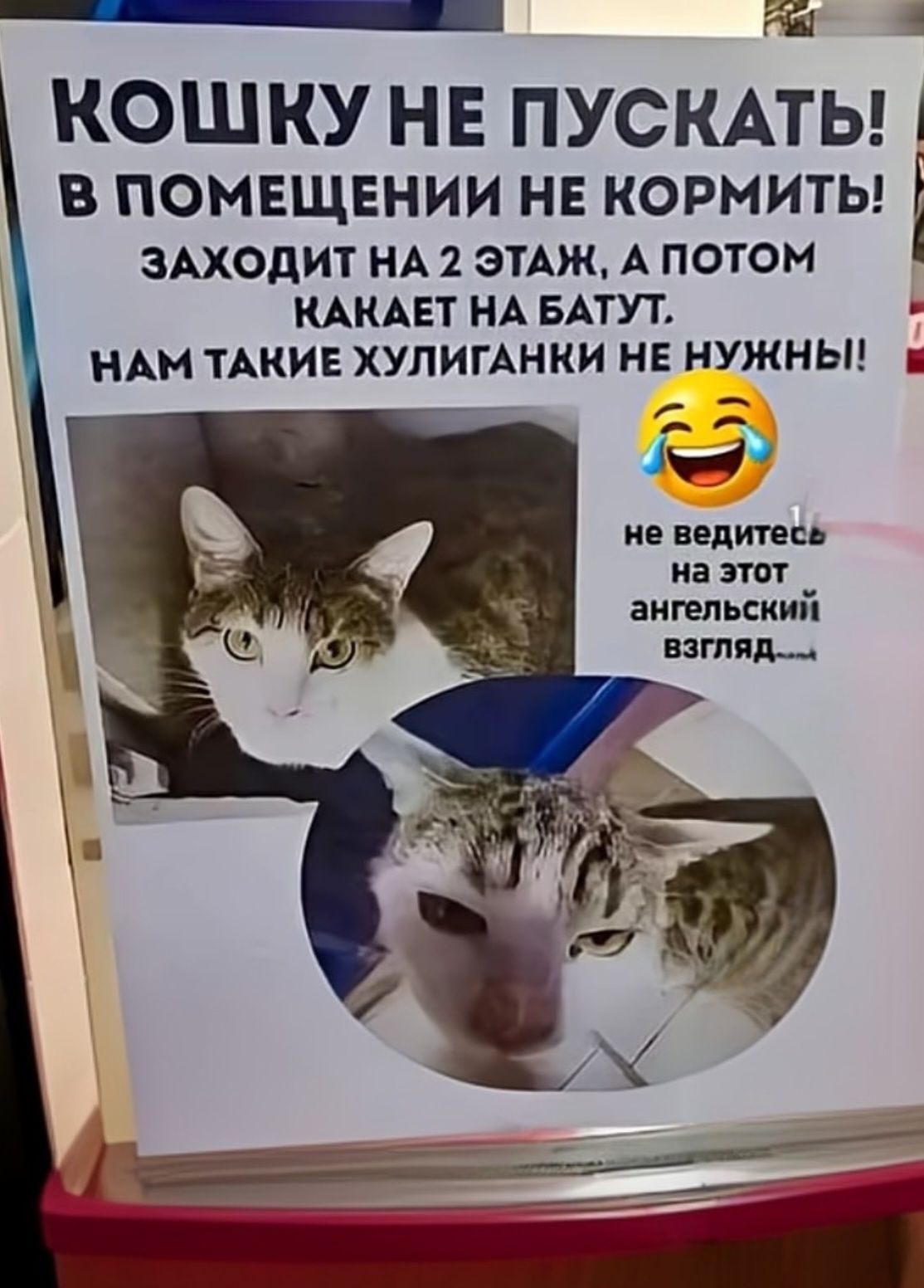 КОШКУ НЕ ПУСКАТЬ! В ПОМЕЩЕНИИ НЕ КОРМИТЬ! ЗАХОДИТ НА 2 ЭТАЖ, А ПОТОМ КАКАЕТ НА БАТУТ. НАМ ТАКИЕ ХУЛИГАНКИ НЕ НУЖНЫ! 😄 не ведитесь на этот английский взгляд…