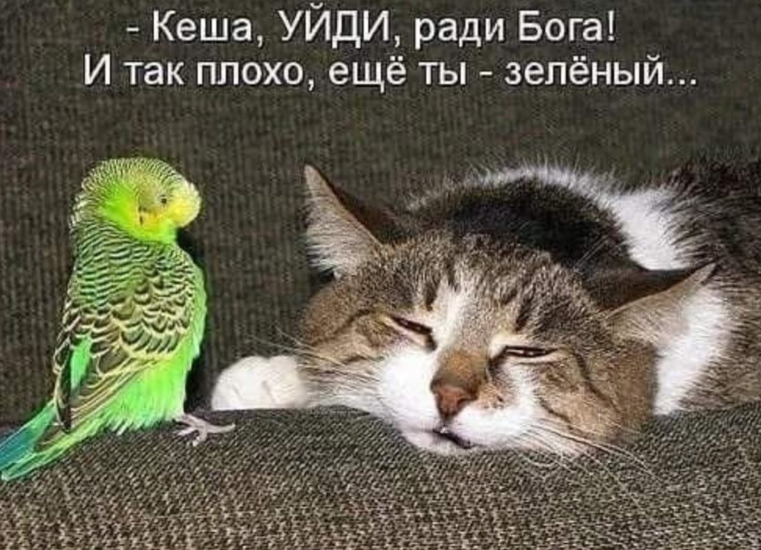 – Кеша, УЙДИ, ради Бога! И так плохо, ещё ты - зелёный...