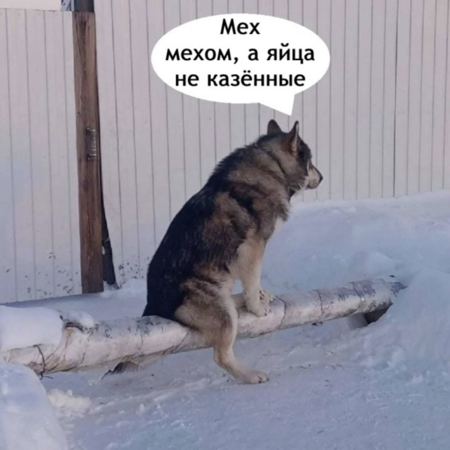 Мех мехом, а яйца не казённые