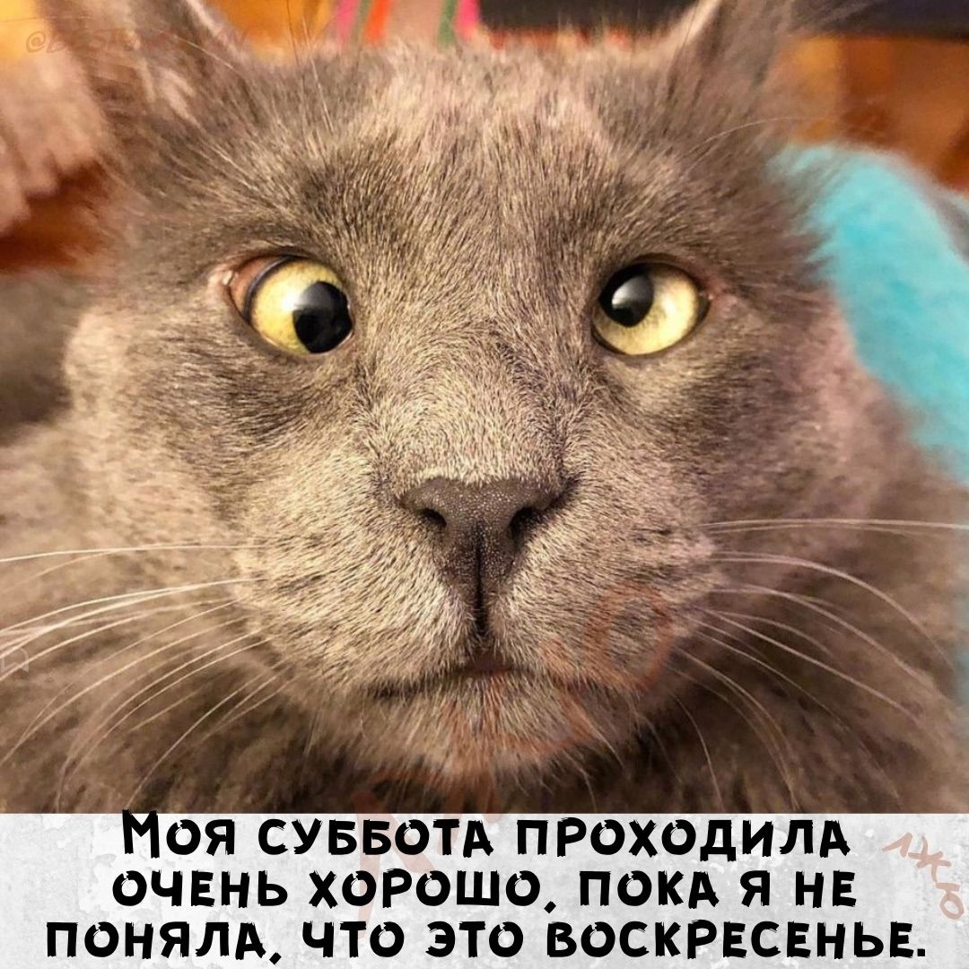 Моя суббота прошла очень хорошо, пока я не понял, что это воскресенье.