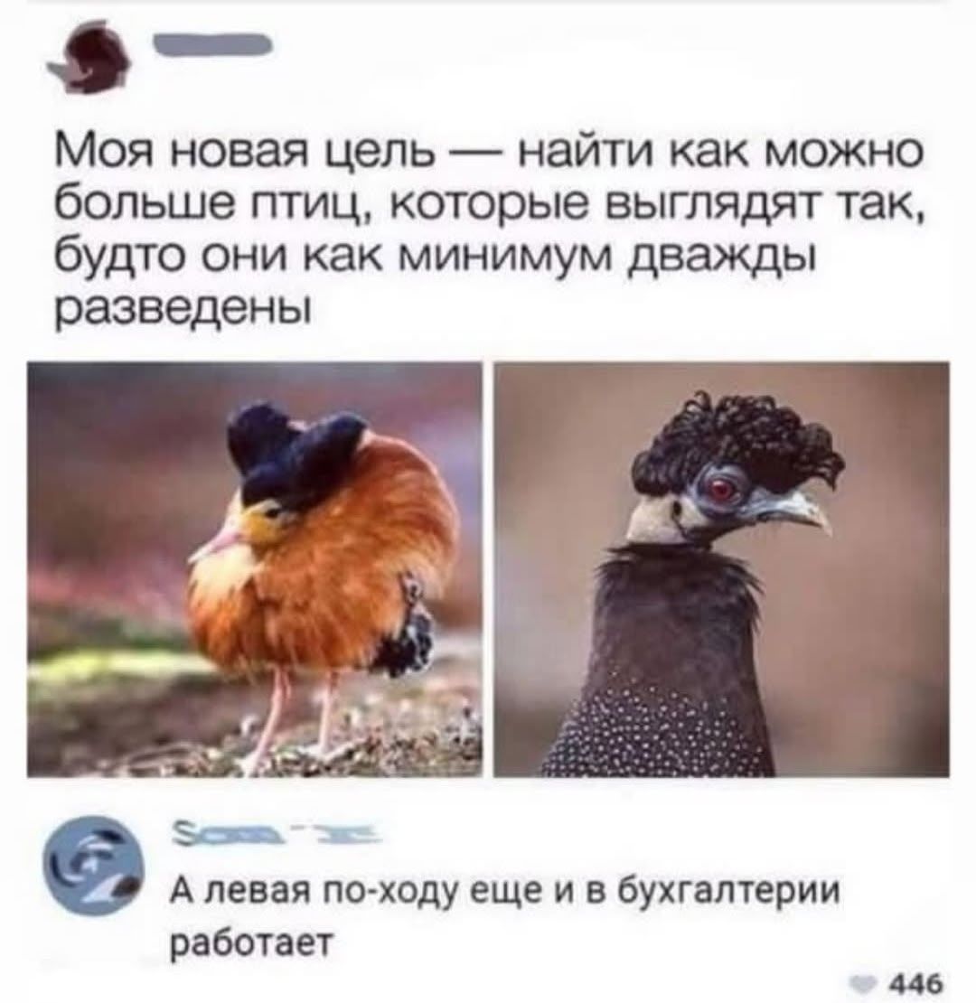 Моя новая цель — найти как можно больше птиц, которые выглядят так, будто они как минимум дважды разведены
А левая по-ходу еще и в бухгалтерии работает