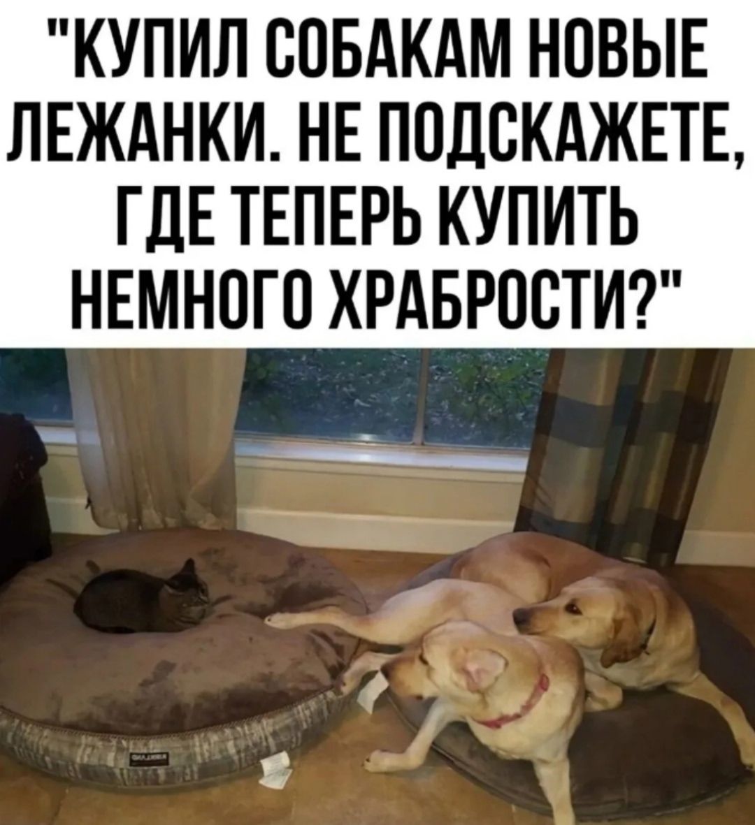 КУПИЛ СОБАКАМ НОВЫЕ ЛЕЖАНКИ. НЕ ПОДСКАЖЕТЕ, ГДЕ ТЕПЕРЬ КУПИТЬ НЕМНОГО ХРАБРОСТИ?