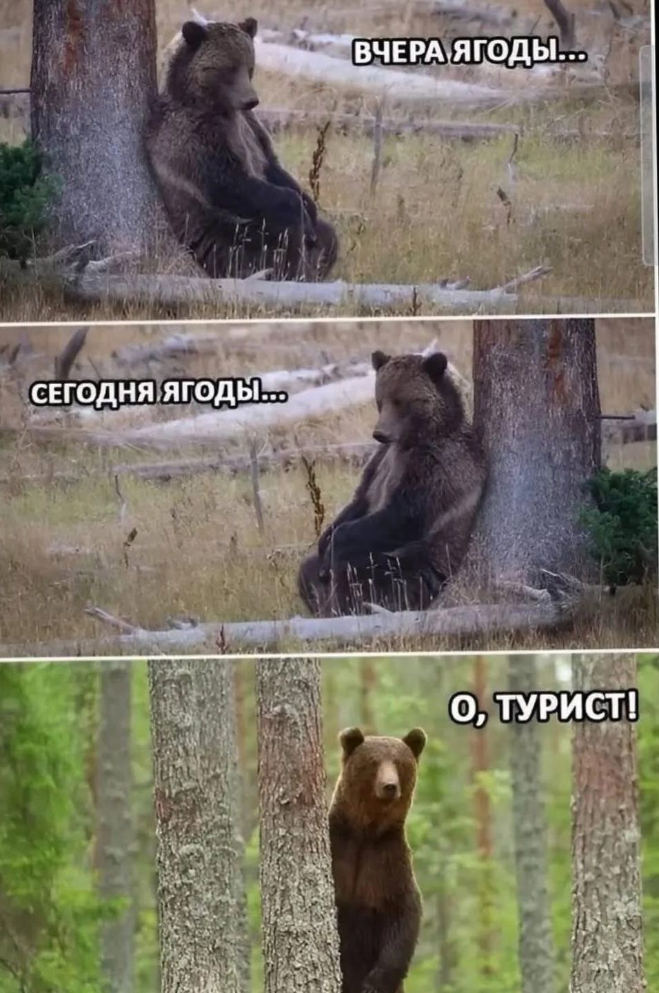 Вчера ягоды... Сегодня ягоды... О, турист!