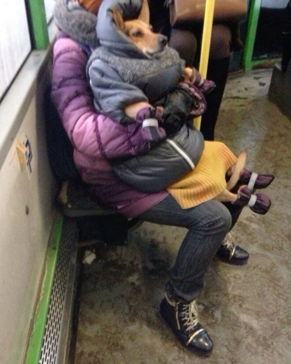 Человек в многослойной одежде держит собаку на коленях в транспорте