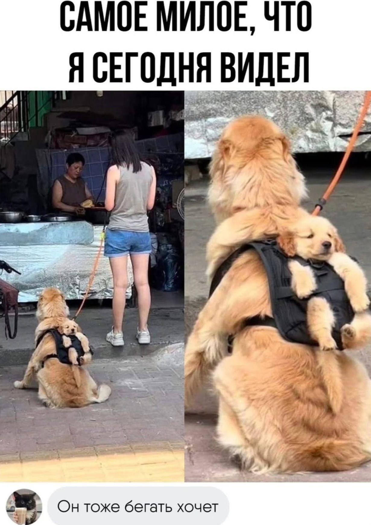 САМОЕ МИЛОЕ, ЧТО Я СЕГОДНЯ ВИДЕЛ

Он тоже бегать хочет