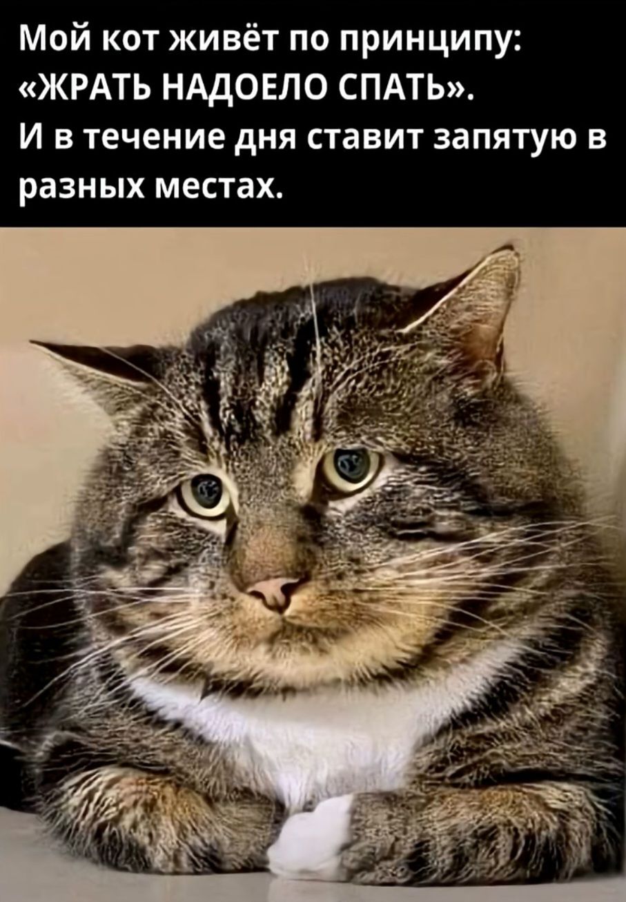 Мой кот живёт по принципу: «ЖРАТЬ НАДОЕЛО СПАТЬ». И в течение дня ставит запятую в разных местах.