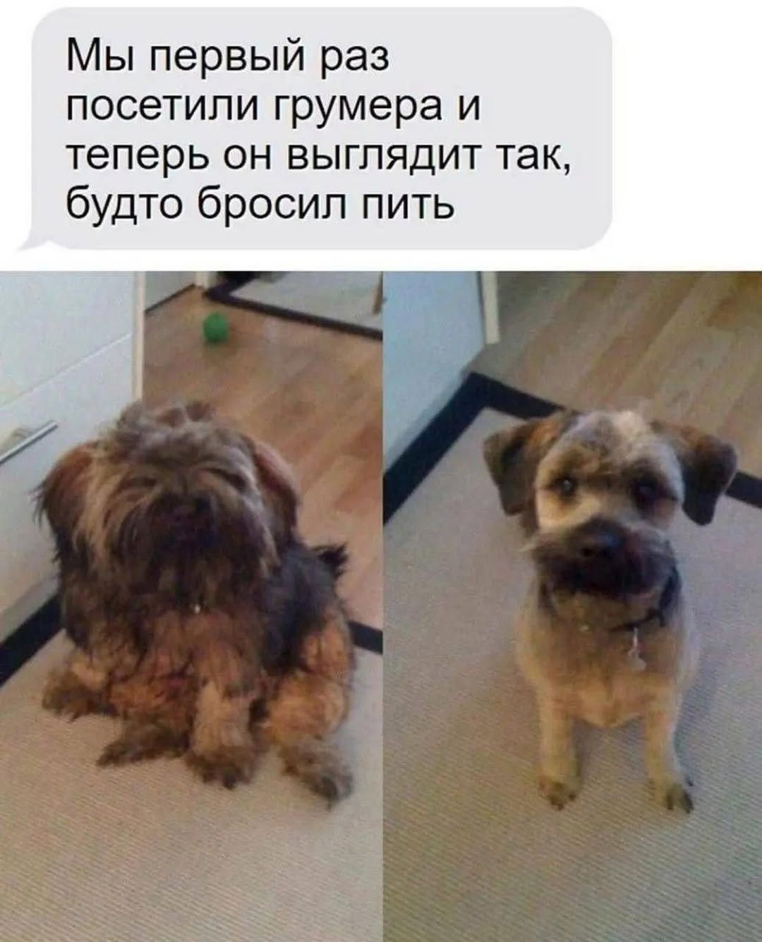 Мы первый раз посетили грумера и теперь он выглядит так, будто бросил пить