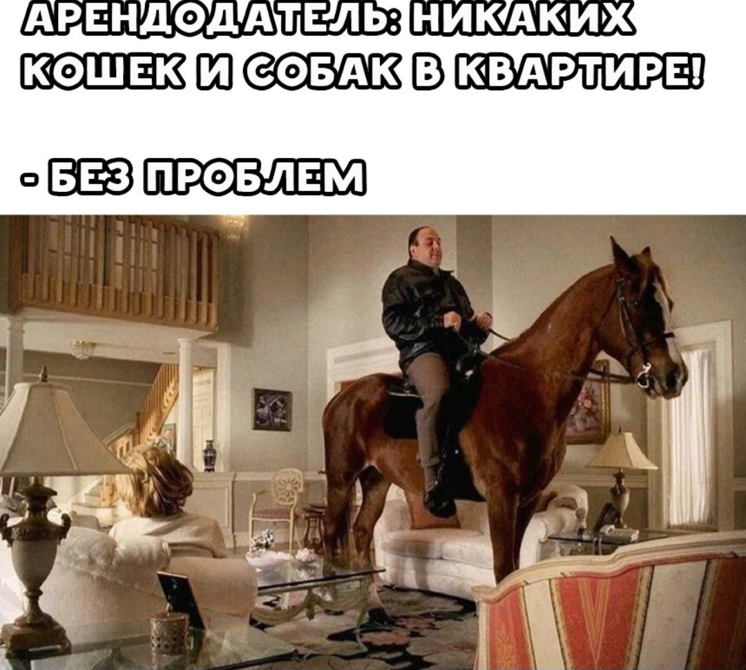 АРЕНДОДАТЕЛЬ: НИКАКИХ КОШЕК И СОБАК В КВАРТИРЕ! - БЕЗ ПРОБЛЕМ