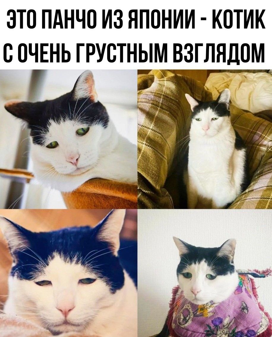 ЭТО ПАНЧО ИЗ ЯПОНИИ - КОТИК С ОЧЕНЬ ГРУСТЫМ ВЗГЛЯДОМ
