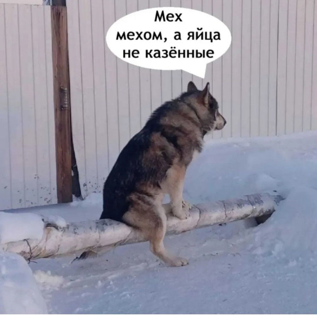 Мех мехом, а яйца не казённые