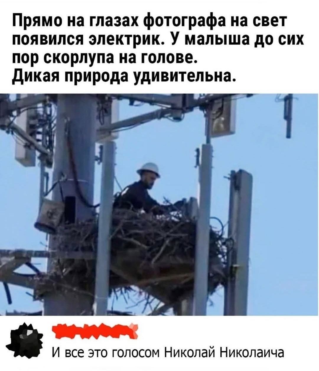 Прямо на глазах фотографа на свет появился электрик. У малыша до сих пор скорлупа на голове. Дикая природа удивительна. И все это голосом Николай Николаяча