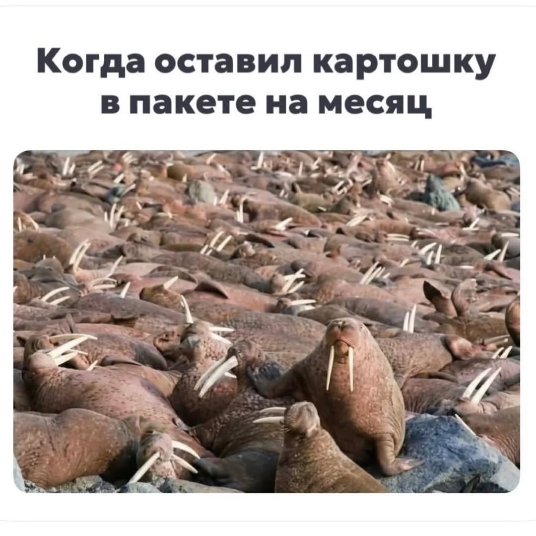 Когда оставил картошку в пакете на месяц