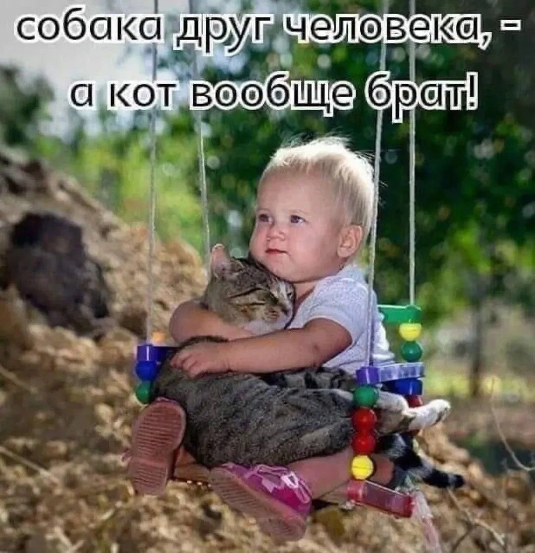 собака друг человека, - а кот вообще брат!