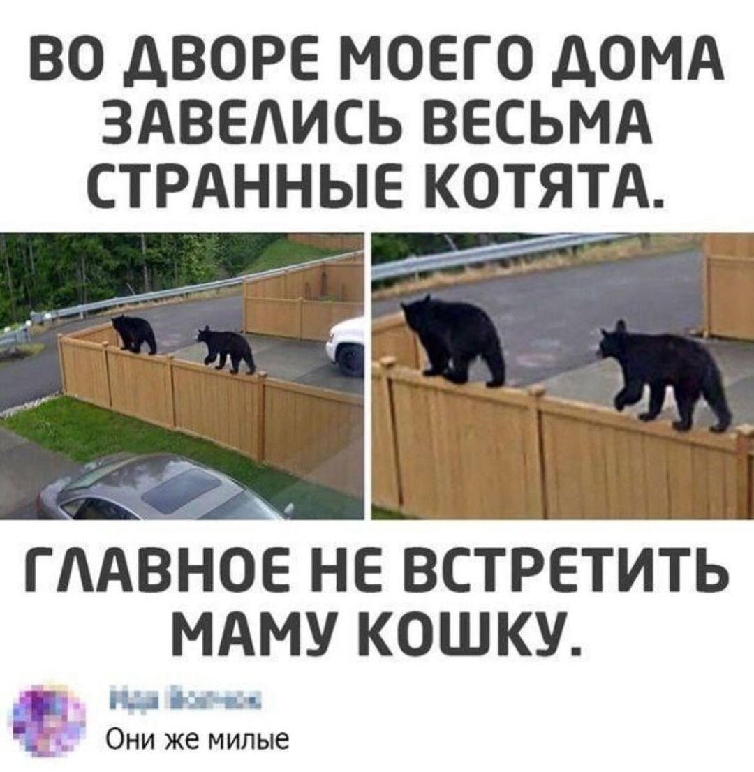 Во дворе моего дома завелись весьма странные котята. Главное не встретить маму кошку.